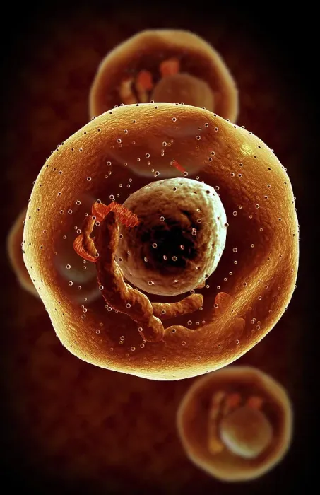 Framed Print : Mast cells Framed Print : Mast cells