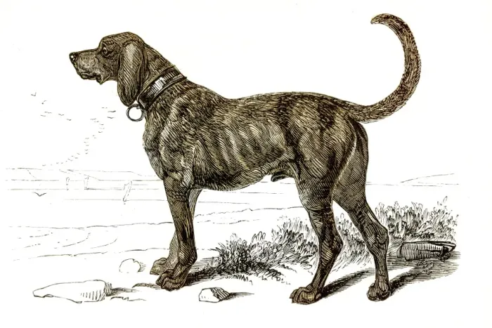 Framed Print : Mastiff dog engraving 1851 Framed Print : Mastiff dog engraving 1851