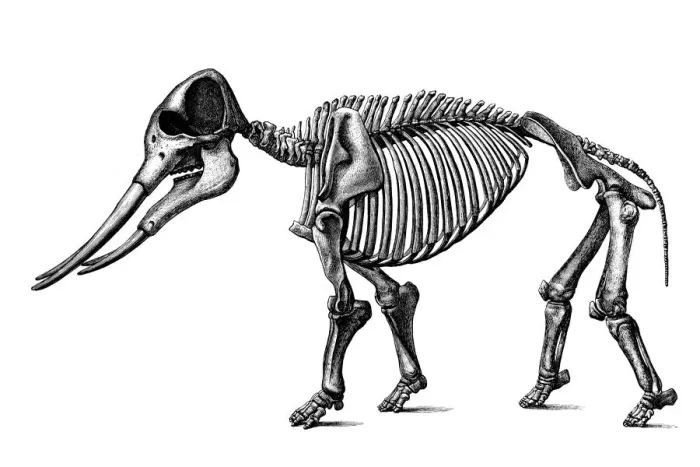 Framed Print : Mastodon angustidens skeleton Framed Print : Mastodon angustidens skeleton