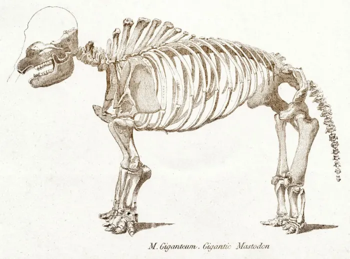 Framed Print : Mastodon skeletons engraving 1803 Framed Print : Mastodon skeletons engraving 1803