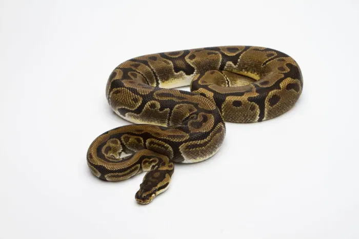 Framed Print : Matanic Ball Python or Royal Python -Python regius-, female Framed Print : Matanic Ball Python or Royal Python -Python regius-, female