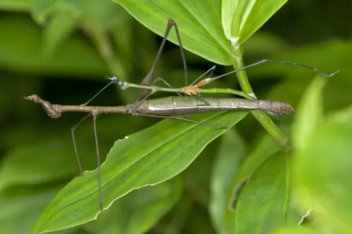 Framed Print : Mating Stick Grasshoppers -Taxiarchus spec. -, exhibiting sexual dimorphism, mating, Tiputini rain forest, Yasuni National Park, Ecuador Framed Print : Mating Stick Grasshoppers -Taxiarchus spec. -, exhibiting sexual dimorphism, mating, Tiputini rain forest, Yasuni National Park, Ecuador