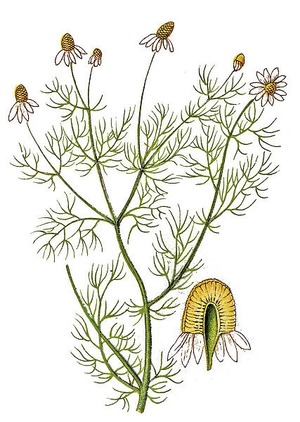 Matricaria chamomilla, commonly known as chamomile, camomile, German chamomile, wild chamomile or scented mayweed