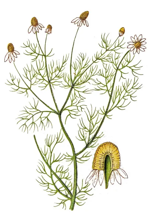 Framed Print : Matricaria chamomilla, commonly known as chamomile, camomile, German chamomile, wild chamomile or scented mayweed Framed Print : Matricaria chamomilla, commonly known as chamomile, camomile, German chamomile, wild chamomile or scented mayweed