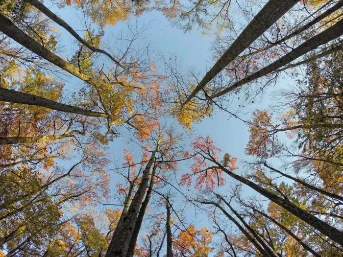 Framed Print : Trees. Matthew Carroll Photography, 571656481 Framed Print : Trees. Matthew Carroll Photography, 571656481