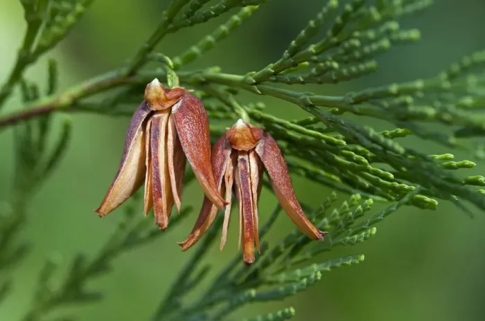 Framed Print : Mature female cones of the California Incense Cedar -Calocedrus decurrens, syn. Libocedrus decurrens-, United States Framed Print : Mature female cones of the California Incense Cedar -Calocedrus decurrens, syn. Libocedrus decurrens-, United States