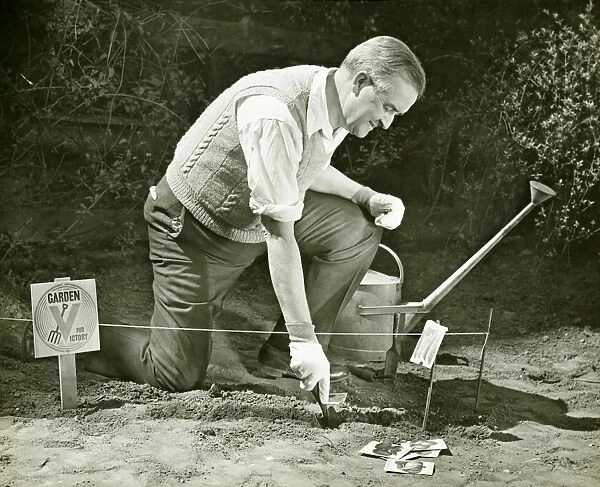 Mature man working on World War II Victory Garden, (B&W)