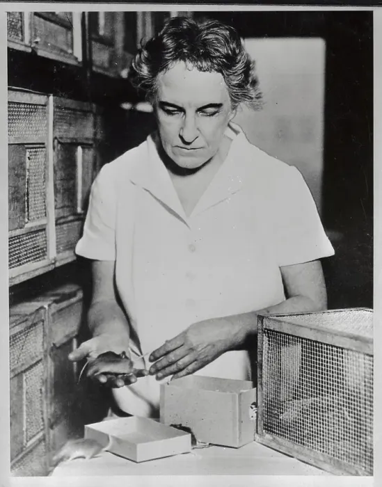 Framed Print : Maude Slye Working in Her Lab Framed Print : Maude Slye Working in Her Lab