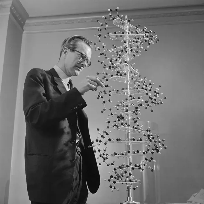 Framed Print : Maurice Wilkins Studying DNA Molecular Structure Framed Print : Maurice Wilkins Studying DNA Molecular Structure