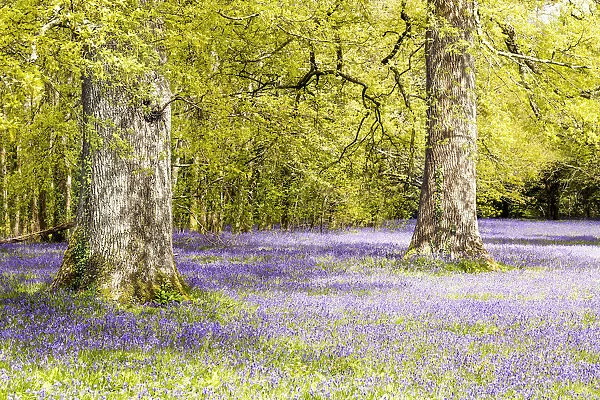 May- Time. Blue bell woods. Spring time Cornwall