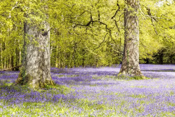 Framed Print : May- Time. Blue bell woods. Spring time Cornwall Framed Print : May- Time. Blue bell woods. Spring time Cornwall