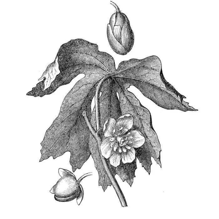 Framed Print : Mayapple, American mandrake, wild mandrake, and ground lemon (podophyllum peltatum) Framed Print : Mayapple, American mandrake, wild mandrake, and ground lemon (podophyllum peltatum)