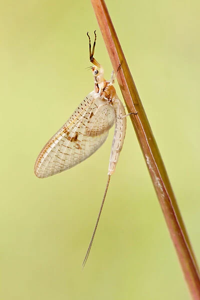 Mayfly -Ephemeroptera- on blade of grass, North Hesse, Hesse, Germany