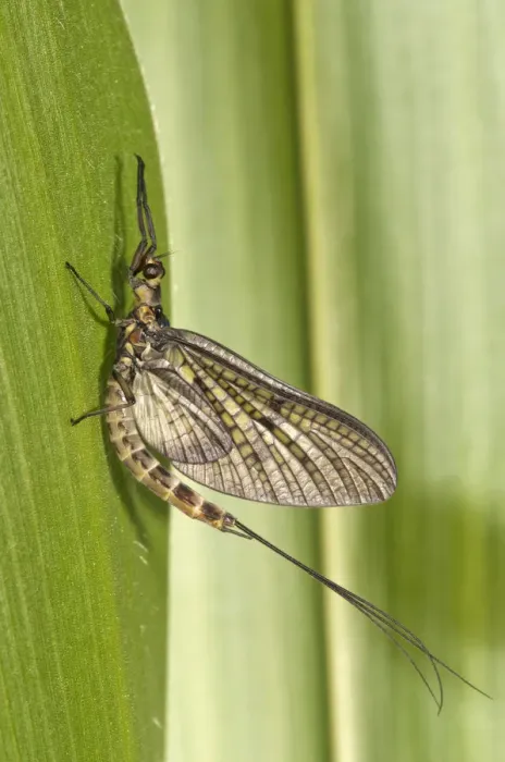 Framed Print : Mayfly or Green Drake -Ephemera danica-, Untergroeningen, Baden-Wuerttemberg, Germany, Europe
