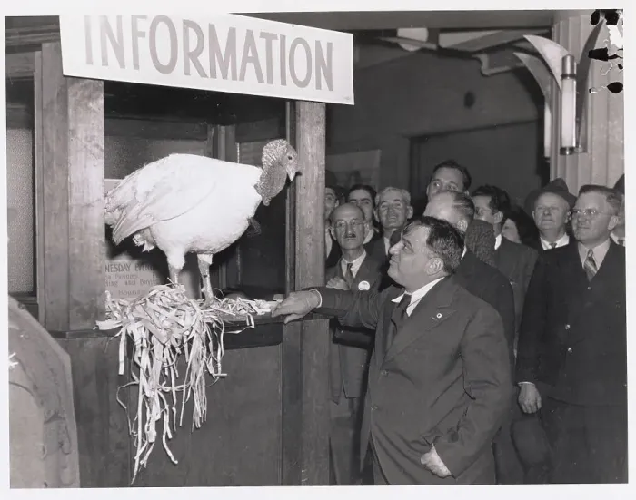 Framed Print : Mayor Fiorello La Guardia with Turkey at the Annual Poultry Show Framed Print : Mayor Fiorello La Guardia with Turkey at the Annual Poultry Show