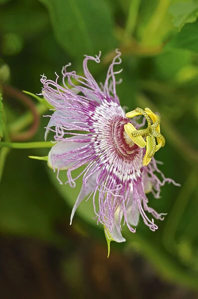 Maypop or Purple passionflower -Passiflora incarnata-, USA, America