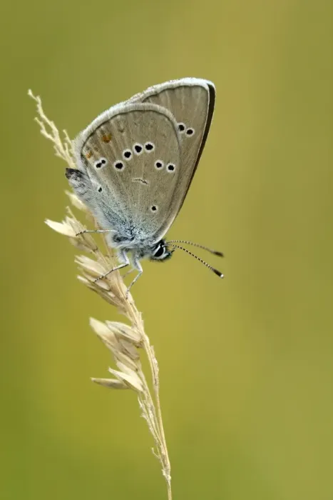 Framed Print : Mazarine Blue -Polyommatus semiargus- on a blade of grass, Zug, Switzerland, Europe Framed Print : Mazarine Blue -Polyommatus semiargus- on a blade of grass, Zug, Switzerland, Europe