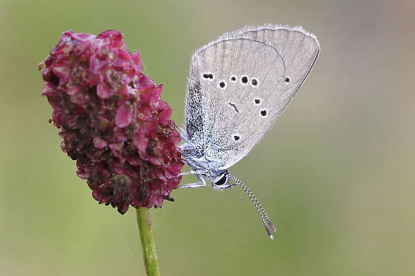 Mazarine Blue -Polyommatus semiargus- butterfly showing the underside of its wing on a Great Burnet -Sanguisorba officinalis-, North Rhine-Westphalia, Germany