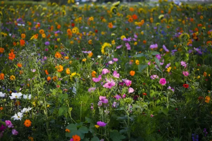 Framed Print : Meadow with blooming colorful summer flowers, Germany Framed Print : Meadow with blooming colorful summer flowers, Germany