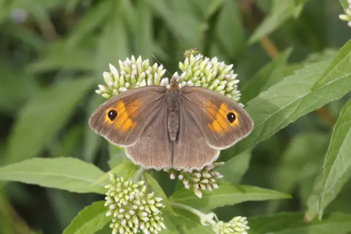 Framed Print : Meadow Brown -Maniola jurtina-, female perched on an agrimony flower, Altenseelbach, Neunkirchen, North Rhine-Westphalia, Germany Framed Print : Meadow Brown -Maniola jurtina-, female perched on an agrimony flower, Altenseelbach, Neunkirchen, North Rhine-Westphalia, Germany