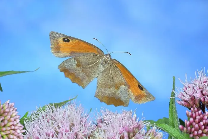 Framed Print : Meadow brown (Maniola jurtina), in flight, high-speed nature photo, Siegerland, North Rhine-Westphalia, Germany Framed Print : Meadow brown (Maniola jurtina), in flight, high-speed nature photo, Siegerland, North Rhine-Westphalia, Germany