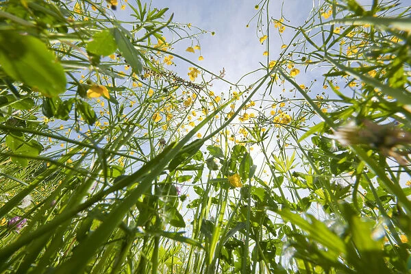 Meadow Buttercup, Tall Buttercup or Giant Buttercup -Ranunculus acris-, in flower, worms eye view, Thuringia, Germany