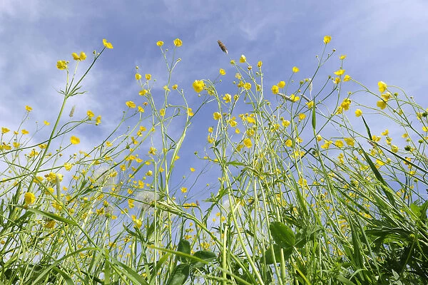 Meadow Buttercups, Tall Buttercups or Giant Buttercups -Ranunculus acris-, in flower against a blue sky, Thuringia, Germany