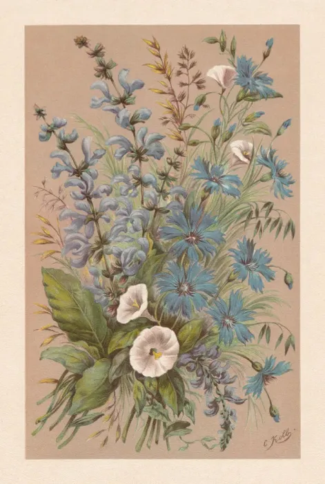 Framed Print : Meadow clary and cornflowers, chromolithograph, published in 1894 Framed Print : Meadow clary and cornflowers, chromolithograph, published in 1894