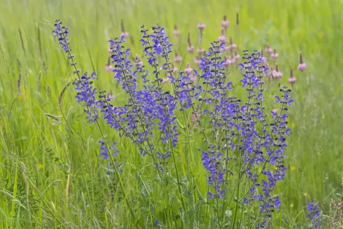 Framed Print : Meadow Clary or Meadow Sage -Salvia pratensis-, flowering, Thuringia, Germany Framed Print : Meadow Clary or Meadow Sage -Salvia pratensis-, flowering, Thuringia, Germany