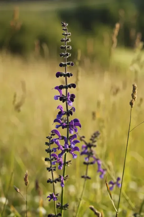 Framed Print : Meadow Clary (Salvia pratensis), Bavaria, Germany, Europe Framed Print : Meadow Clary (Salvia pratensis), Bavaria, Germany, Europe