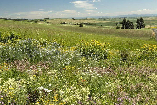 Meadow with colorful wildflowers, Palouse, Washington State, USA