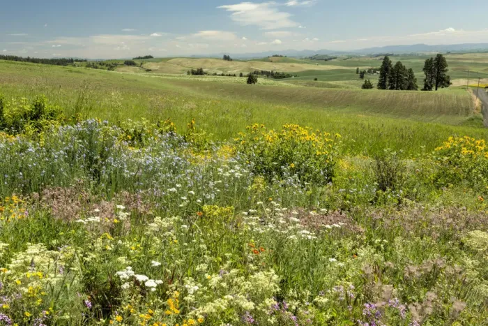 Framed Print : Meadow with colorful wildflowers, Palouse, Washington State, USA Framed Print : Meadow with colorful wildflowers, Palouse, Washington State, USA