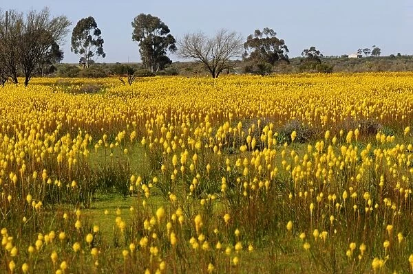 Meadow with countless Bulbinella latifolia or rooikatstert (Bulbinella latifolia), Bokkeveld Plateau, Namaqualand, South Africa, Africa