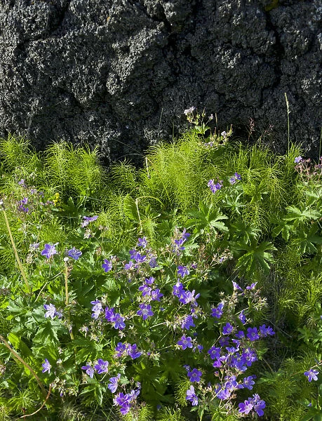 Meadow Cranesbill -Geranium pratense-, Buoir or Faskruosfjoerour, Snaefellsnes, Snaefellsness, Iceland, Europe