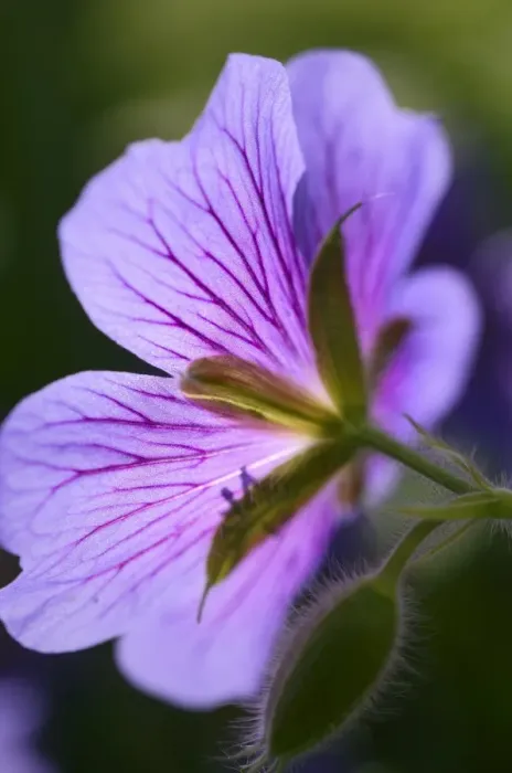 Framed Print : Meadow cranesbill -Geranium pratense-, blossom Framed Print : Meadow cranesbill -Geranium pratense-, blossom