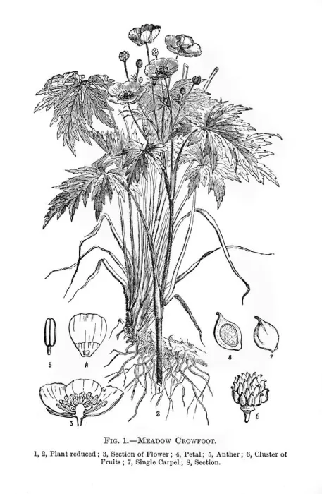 Framed Print : meadow crowfoot flowers engraving 1898 Framed Print : meadow crowfoot flowers engraving 1898