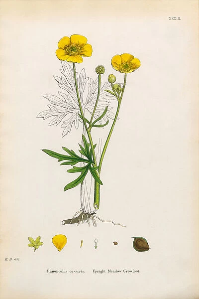 Meadow Crowfoot, Ranunculus eu-acris, Victorian Botanical Illustration, 1863