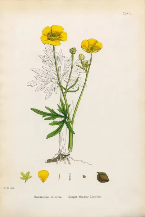 Framed Print : Meadow Crowfoot, Ranunculus eu-acris, Victorian Botanical Illustration, 1863 Framed Print : Meadow Crowfoot, Ranunculus eu-acris, Victorian Botanical Illustration, 1863