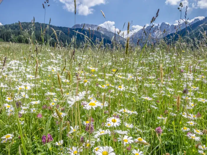 Framed Print : Meadow with daisies -Leucanthemum vulgare- at Axamer Lizum, Mt Kalkkoegel at back, Tyrol, Austria, Europe Framed Print : Meadow with daisies -Leucanthemum vulgare- at Axamer Lizum, Mt Kalkkoegel at back, Tyrol, Austria, Europe