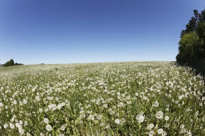 Framed Print : Meadow with dandelion seed heads, Herzogenreuth, Little Switzerland, Upper Franconia, Franconia, Bavaria, Germany, Europe