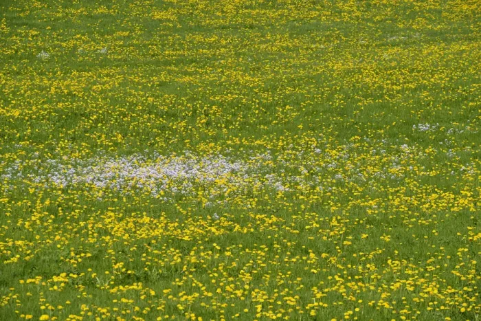Framed Print : Meadow with Dandelions -Taraxacum officinale- in spring, Bavaria, Germany Framed Print : Meadow with Dandelions -Taraxacum officinale- in spring, Bavaria, Germany