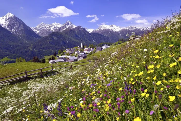 Framed Print : Meadow flowers against Ftan in the Lower Engadin, Graubunden, Switzerland Framed Print : Meadow flowers against Ftan in the Lower Engadin, Graubunden, Switzerland