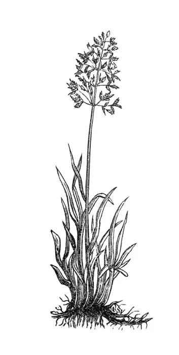 Framed Print : Meadow Grass (Poa pratensis) Framed Print : Meadow Grass (Poa pratensis)
