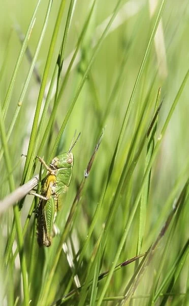 Meadow Grasshopper -Chorthippus parallelus- in the grass