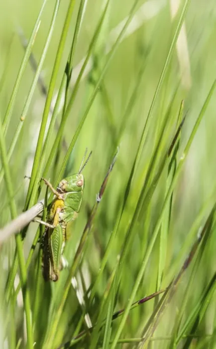 Framed Print : Meadow Grasshopper -Chorthippus parallelus- in the grass Framed Print : Meadow Grasshopper -Chorthippus parallelus- in the grass