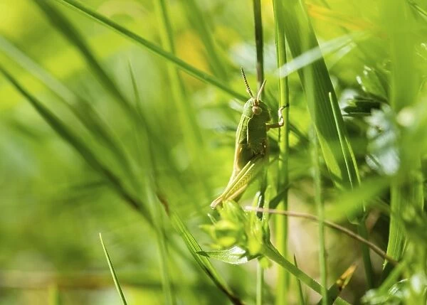 Meadow Grasshopper -Chorthippus parallelus- in the grass