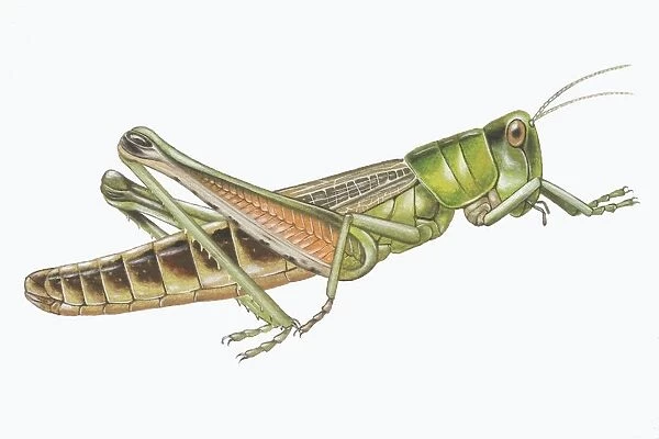 Meadow Grasshopper (Chorthippus parallelus), side view