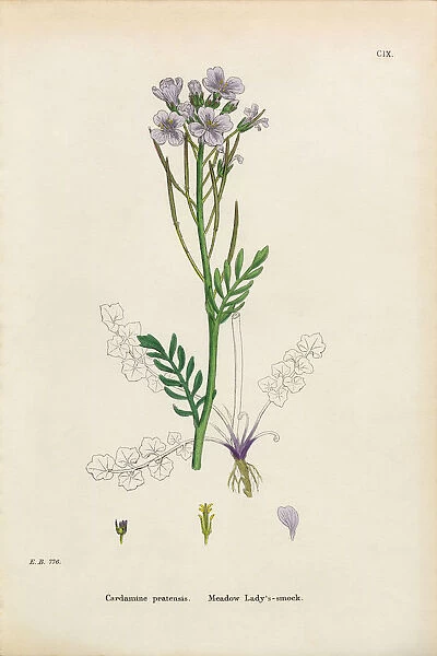 Meadow Ladyas Smock, Cardamine Pratensis, Victorian Botanical Illustration, 1863