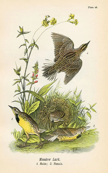 Meadow lark bird lithograph 1890