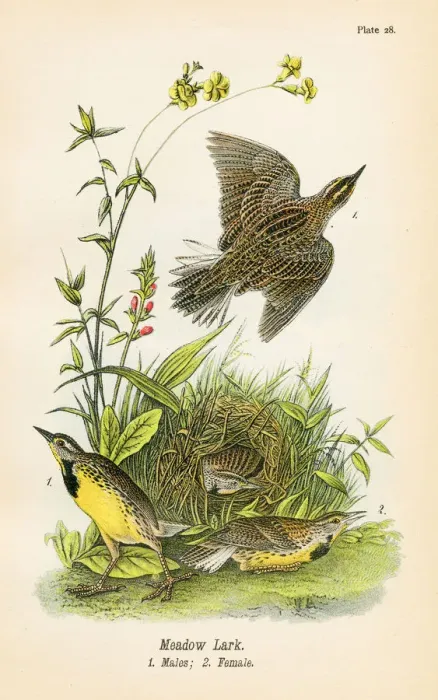 Framed Print : Meadow lark bird lithograph 1890 Framed Print : Meadow lark bird lithograph 1890